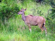 054  kudu.JPG